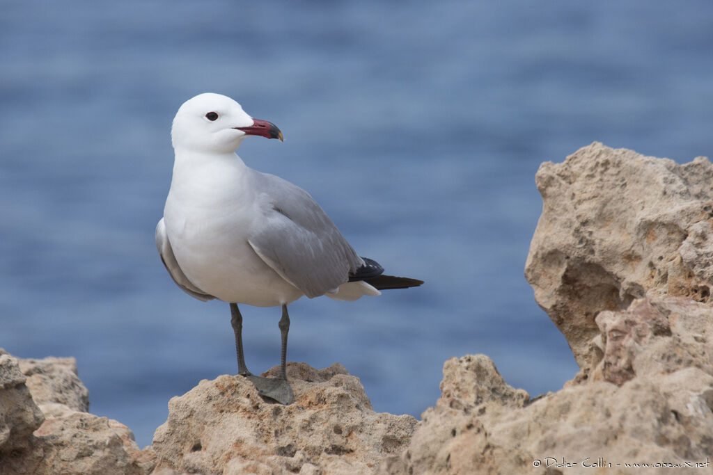 Goéland d'Audouinadulte, identification