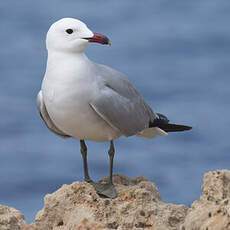 Audouin's Gull