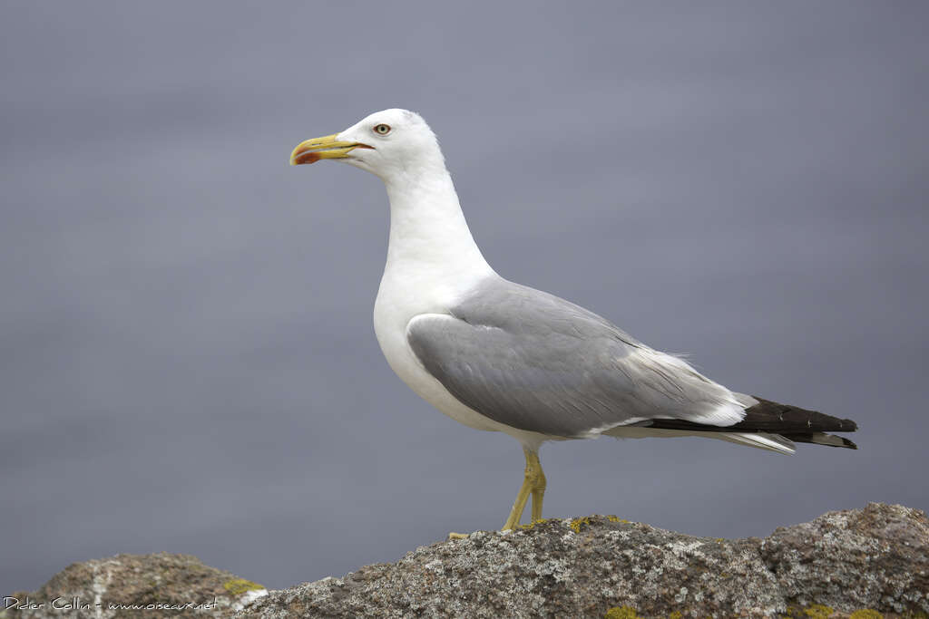 Yellow-legged Gulladult, pigmentation