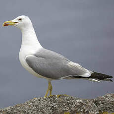 Yellow-legged Gull