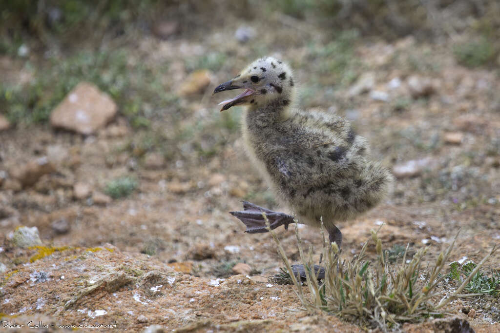 Yellow-legged GullPoussin, identification