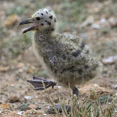 Yellow-legged Gull