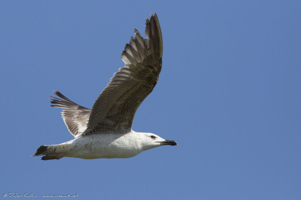 Yellow-legged Gullimmature, Flight