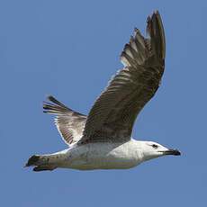 Yellow-legged Gull