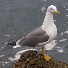 Yellow-legged Gull