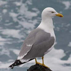 Yellow-legged Gull