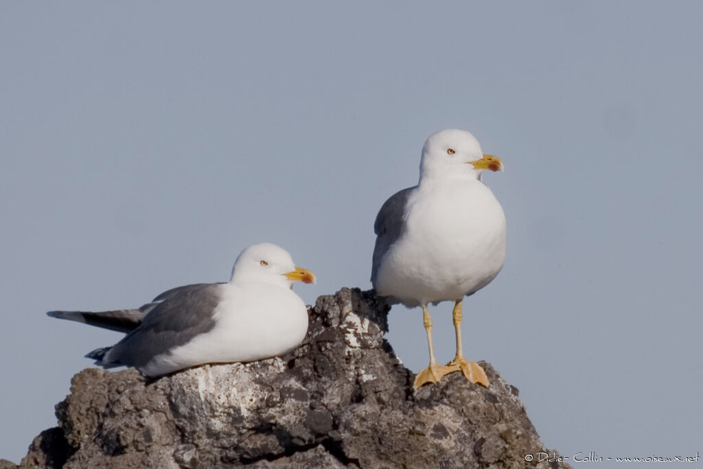 Yellow-legged Gull