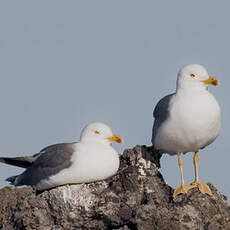 Yellow-legged Gull