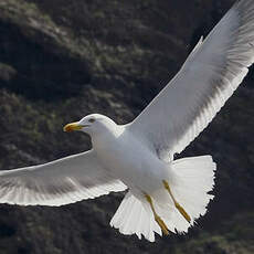 Yellow-legged Gull