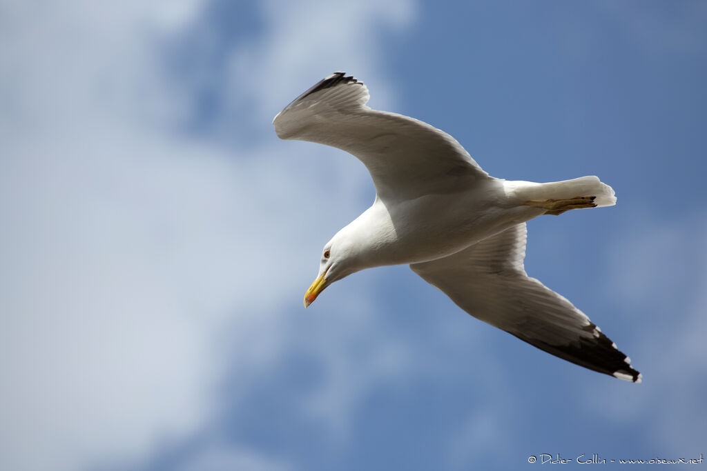 Yellow-legged Gulladult breeding, Flight