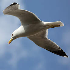 Yellow-legged Gull