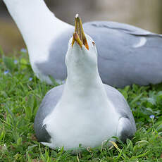 Yellow-legged Gull