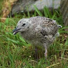 Yellow-legged Gull