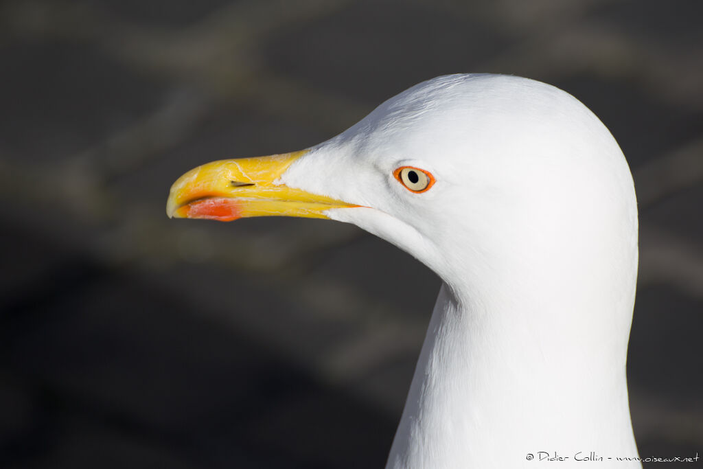 Yellow-legged Gulladult breeding, close-up portrait