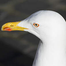 Yellow-legged Gull