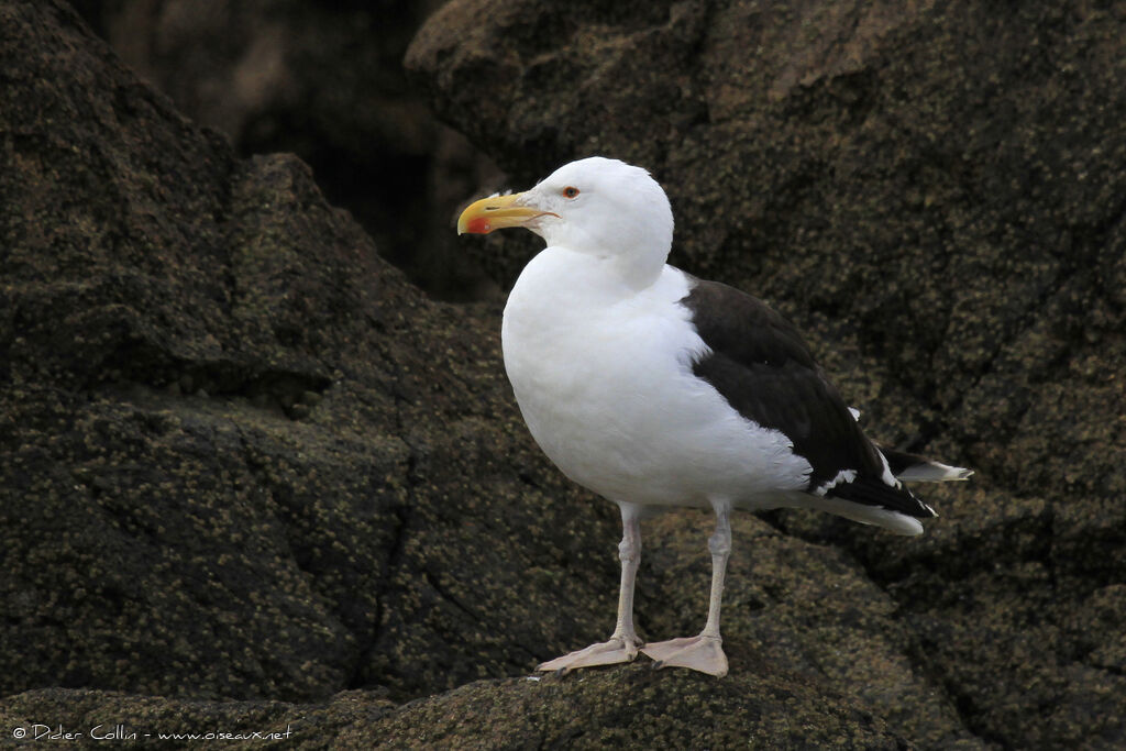 Goéland marinadulte, identification