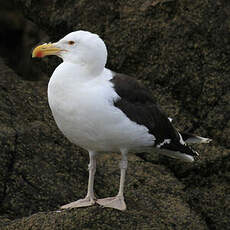 Great Black-backed Gull