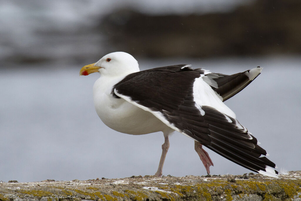 Goéland marinadulte, identification, Comportement