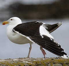 Great Black-backed Gull