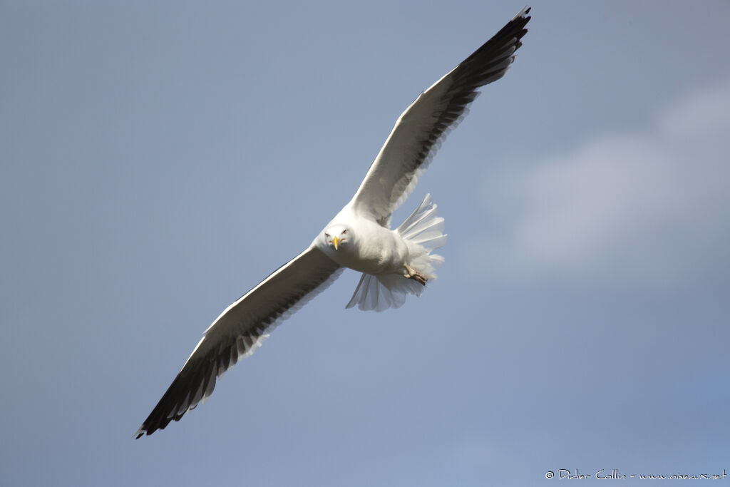 Great Black-backed Gulladult, Flight