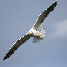 Great Black-backed Gull