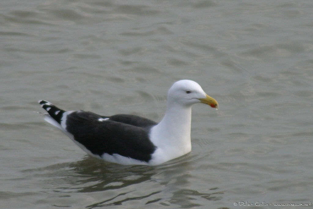 Goéland marin, identification