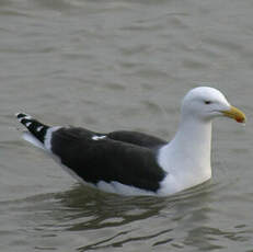 Great Black-backed Gull