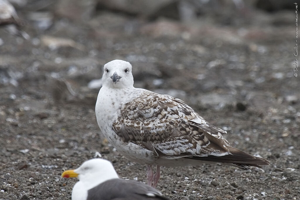 Great Black-backed Gulljuvenile
