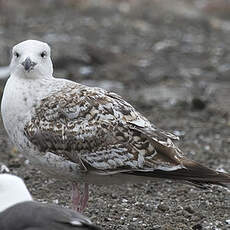 Great Black-backed Gull