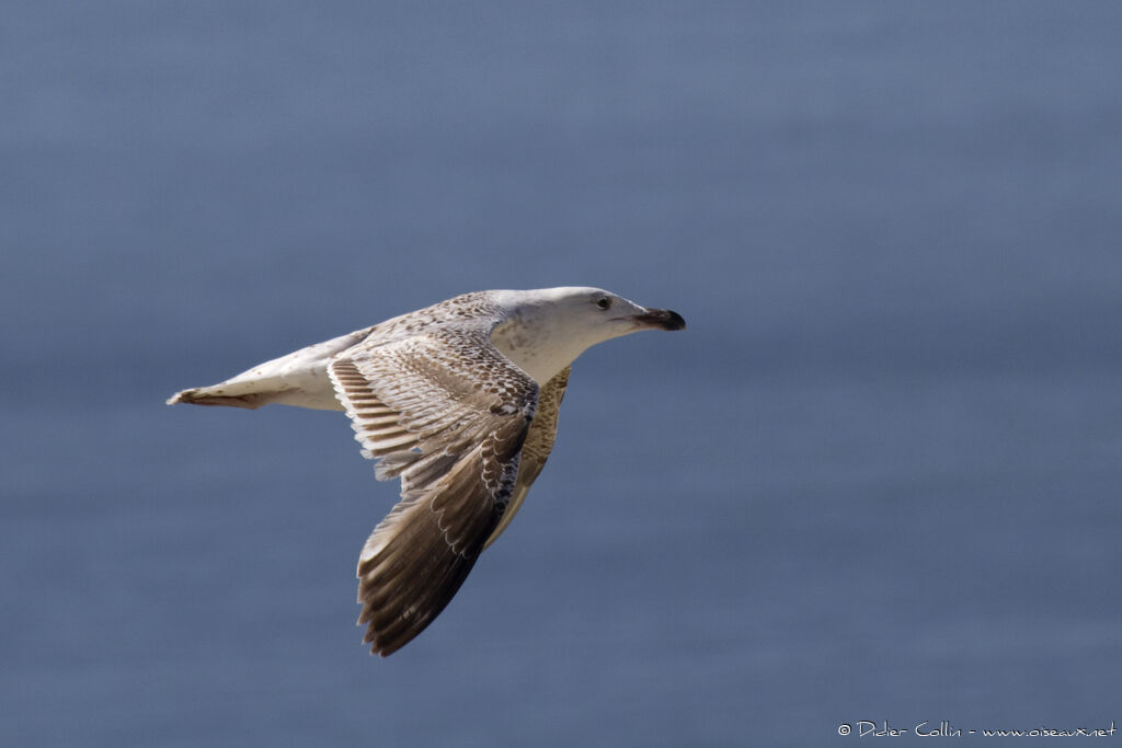 Great Black-backed GullSecond year, Flight