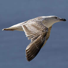 Great Black-backed Gull