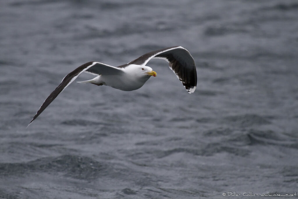 Great Black-backed Gulladult breeding