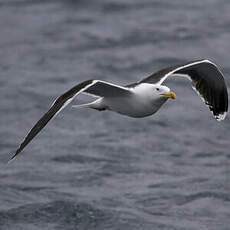 Great Black-backed Gull