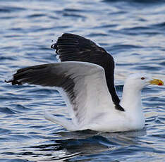 Great Black-backed Gull