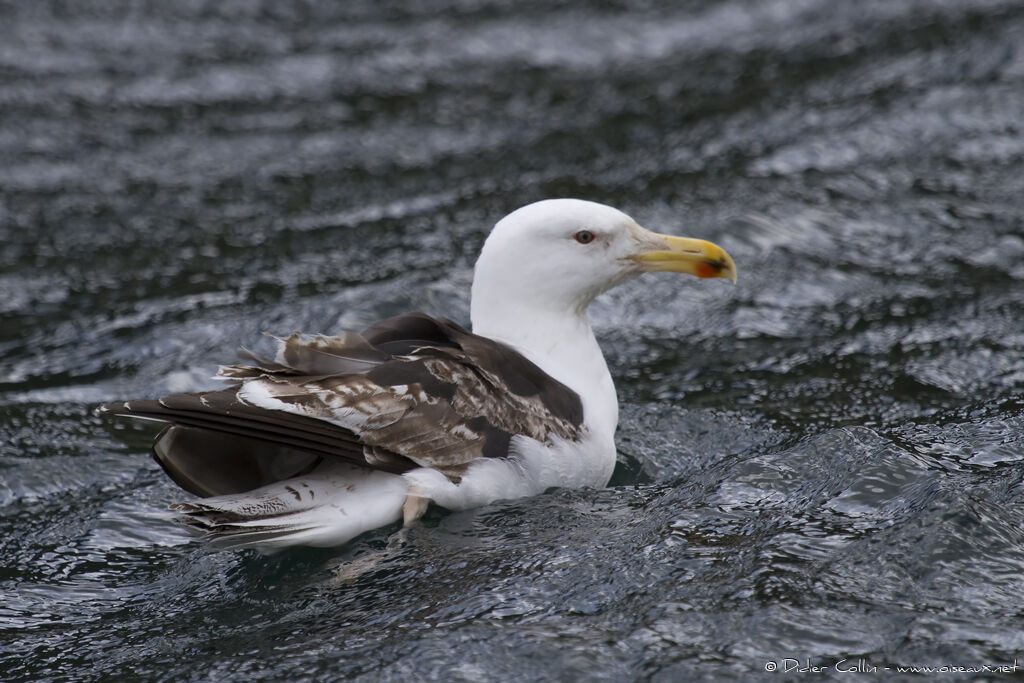 Great Black-backed GullThird  year