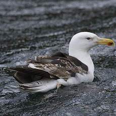 Great Black-backed Gull