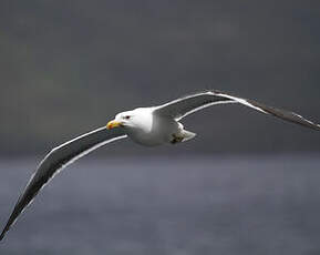 Great Black-backed Gull