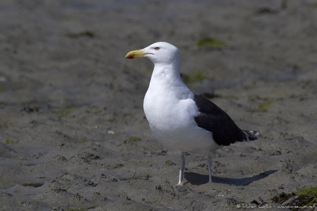 Goéland marinadulte nuptial, identification