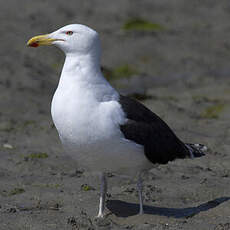 Great Black-backed Gull