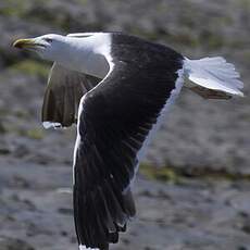 Great Black-backed Gull