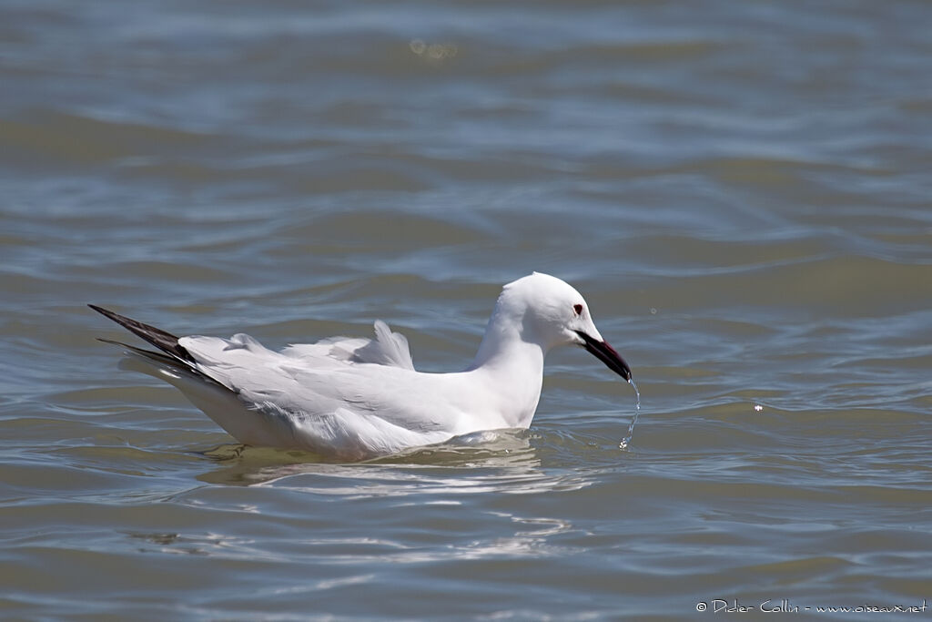 Slender-billed Gulladult breeding