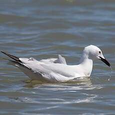 Slender-billed Gull