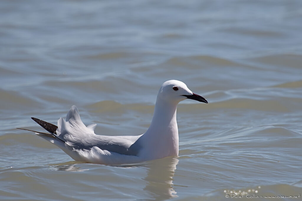 Goéland railleuradulte nuptial, identification