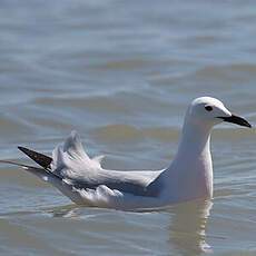 Slender-billed Gull