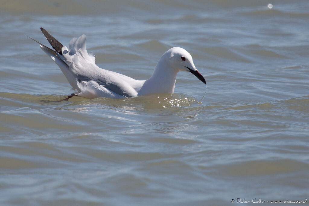 Slender-billed Gulladult breeding, drinks