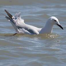 Slender-billed Gull