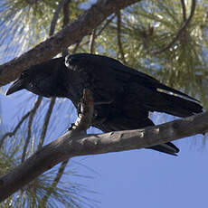 Grand corbeau des Canaries