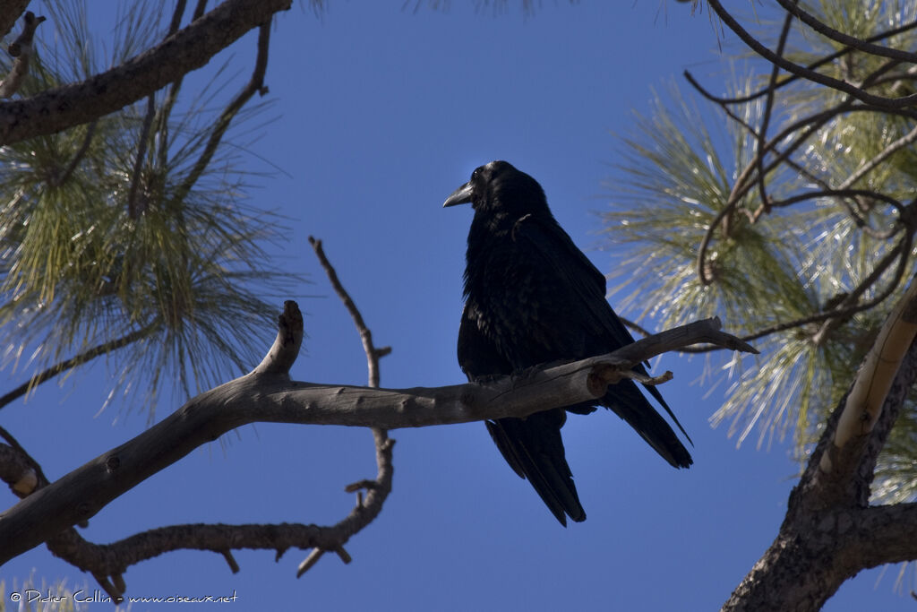 Grand corbeau des Canaries, identification