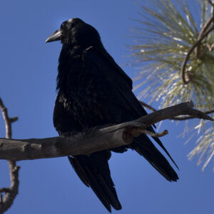 Grand corbeau des Canaries