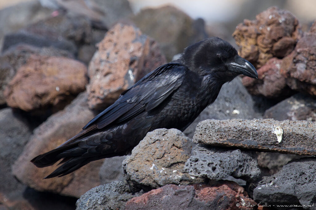 Grand Corbeauadulte, identification